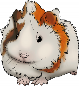 Guinea Pig Pup