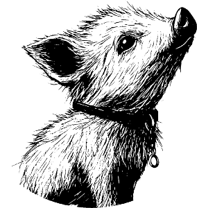 Cute Piglet