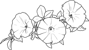 Morning Glory Flower