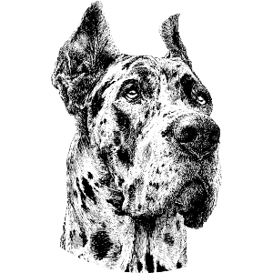 Great Dane Portrait