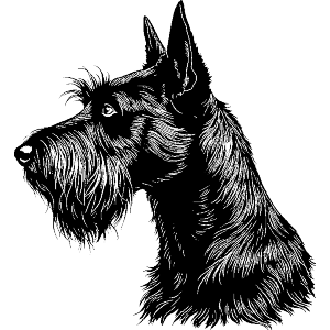 Scottish Terrier Side View