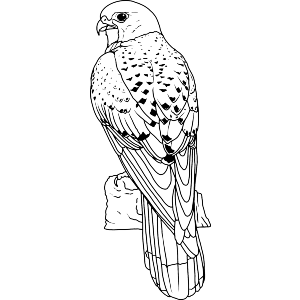 Perched Kestrel