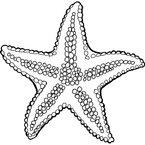 Beautiful Starfish