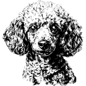 Poodle Portrait