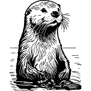 Sea Otter