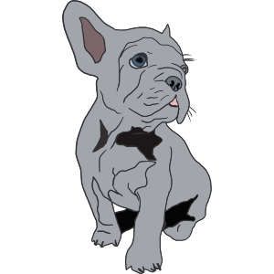 Grey French Bulldog Puppy