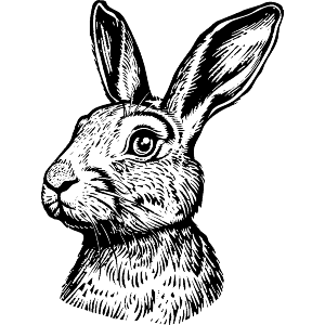 Hare Rabbit Portrait
