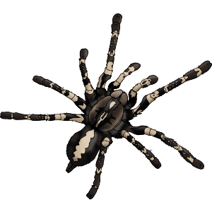 Hairy Tarantula