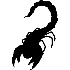 A Black Scorpion 