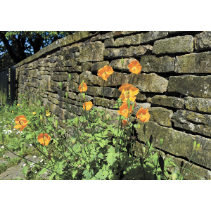 Vibrant Orange Poppies Against a Stone Wall