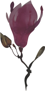 magnolia