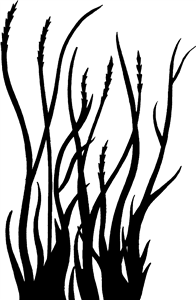 Tall Grass