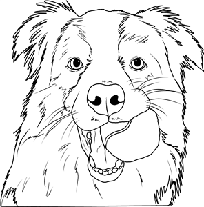 Border Collie With Ball