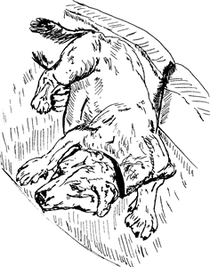 Sleeping Labrador Dog