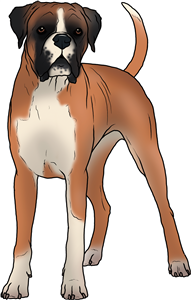 Standing Boxer Dog