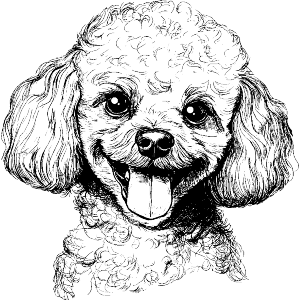 Toy Poodle Portrait