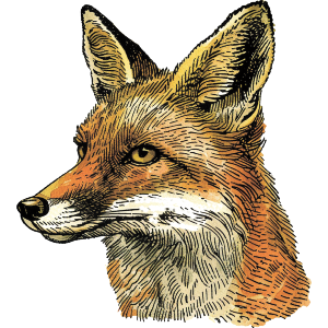 Vintage Fox Portrait