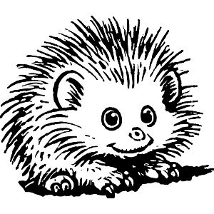 African Pygmy Hedgehog