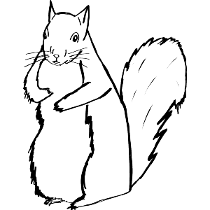 Squirrel