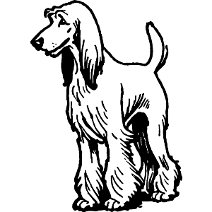 Strutting Afghan Hound Dog