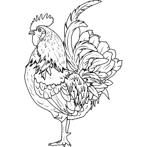 Proud Rooster