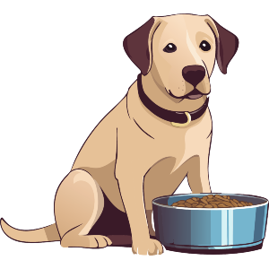 Labrador Sitting By The Bowl With Food