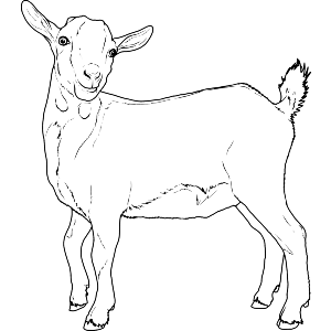 Pygmy Goat