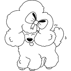 Posh Poodle Puppy