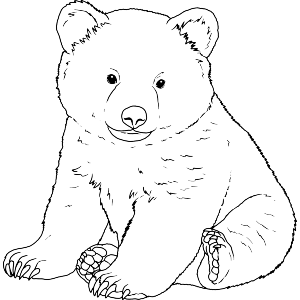 Bear Cub Sitting