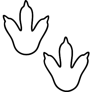 Dinosaur Foot Prints