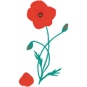 A Poppy Losing Petals 