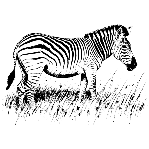 Zebra Grazing on Grass
