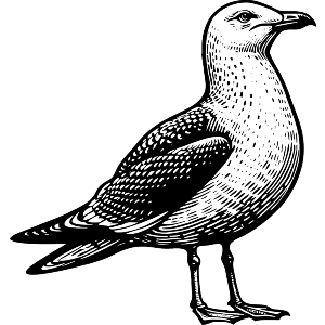 Herring Gull