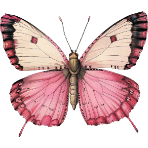 Pink Butterfly