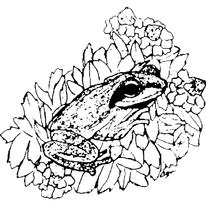 frog