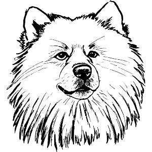Keeshond Dog