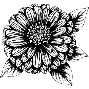 Blossoming Zinnia Flower