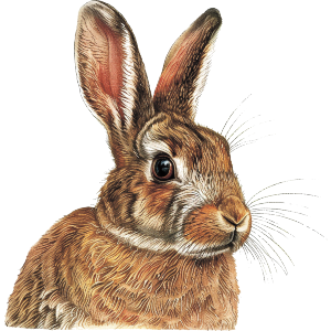 Brown Bunny Rabbit