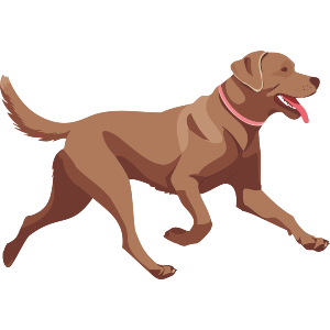 Walking Labrador