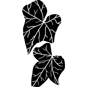Ivy Leaves