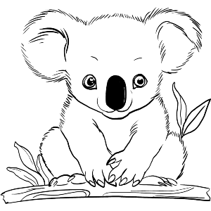 Baby Koala