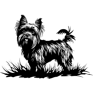 Yorkshire Terrier on Grass