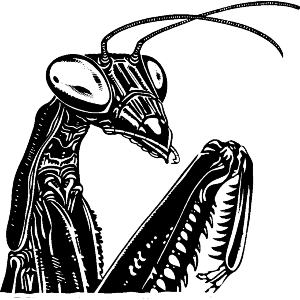 Praying Mantis Side Profile