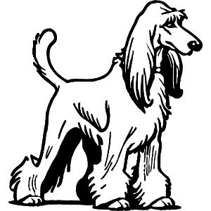 Afghan Hound Dog
