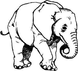 Elephant Calf
