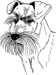 Schnauzer