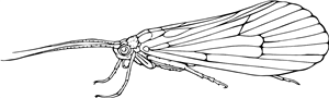Caddis fly
