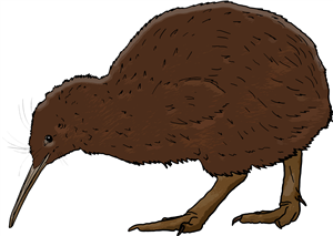 Kiwi Bird