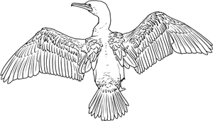 Cormorant