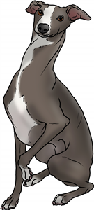 Goofy Italian Greyhound
